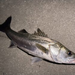 河川パトロール