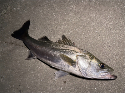 河川パトロール