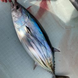 カツオキャスティング