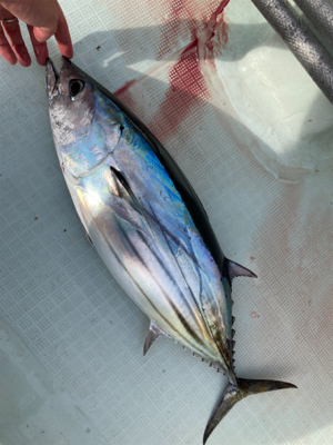 カツオキャスティング