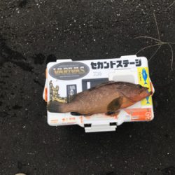 アオリイカ調査