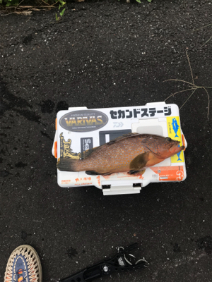 アオリイカ調査