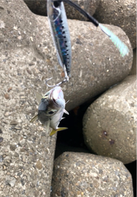 サバが沈黙となると…