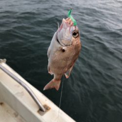 一つテンヤ真鯛