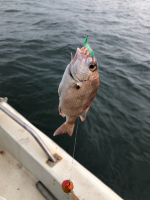 一つテンヤ真鯛