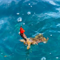 ジギング とティップラン