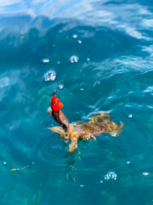 ジギング とティップラン