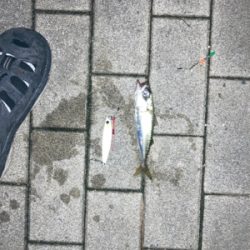 太刀魚調査隊