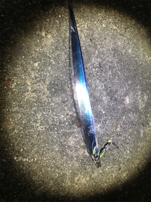 タチウオぼちぼち