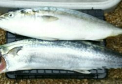 今シーズン初の大物