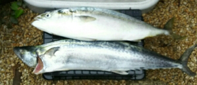 今シーズン初の大物