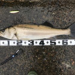 つ抜け超えの12本‼️