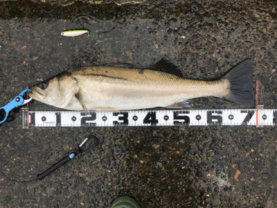 つ抜け超えの12本‼️