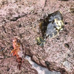 ガシラ釣れました。