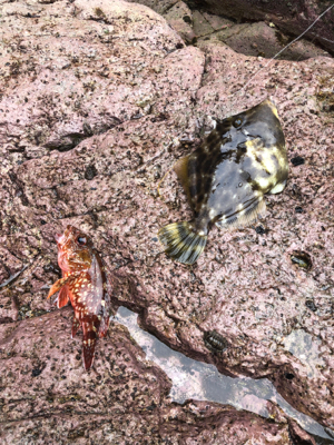 ガシラ釣れました。