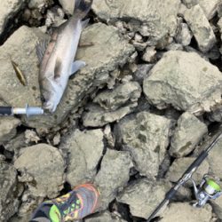 トップシーバス