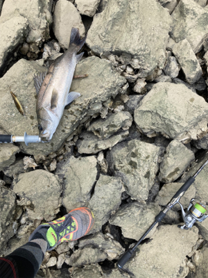 トップシーバス