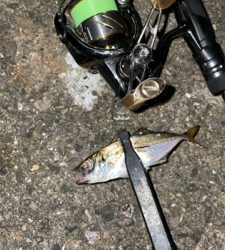 アジングナイト