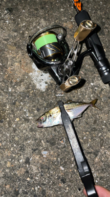 アジングナイト