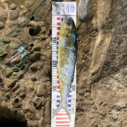 カツオ狙いの和歌山地磯