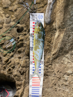 カツオ狙いの和歌山地磯