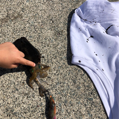 2021佐渡ヶ島エギング 5回目