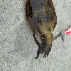 念願のイカ　コウイカ