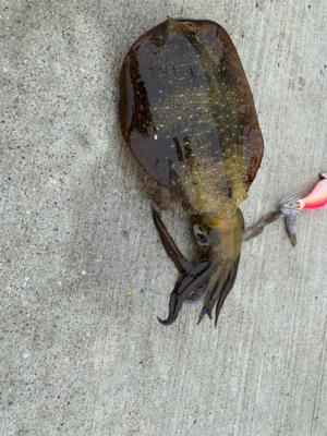 念願のイカ　コウイカ