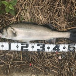 デイゲーム！障害物をタイトに攻めて2本