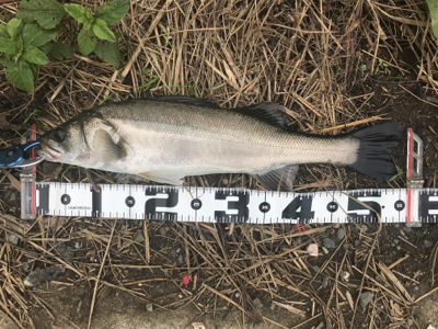 デイゲーム！障害物をタイトに攻めて2本