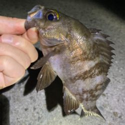 ライトゲームでアジ、メバル