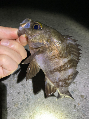 ライトゲームでアジ、メバル