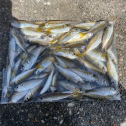 小アジ　豆アジ