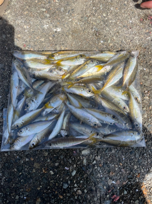 小アジ　豆アジ