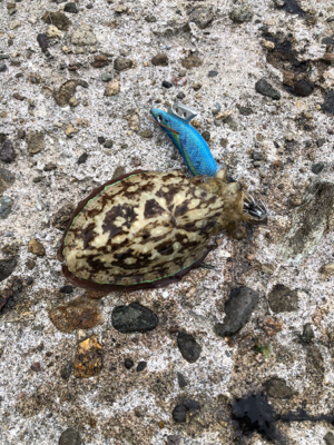 大荒れのなかなんとかヒット