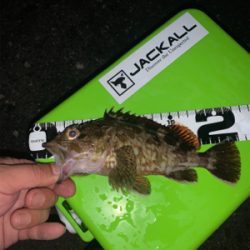 カモメ付近はタチウオ不在!