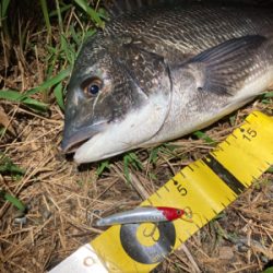 シーバスのつもりが