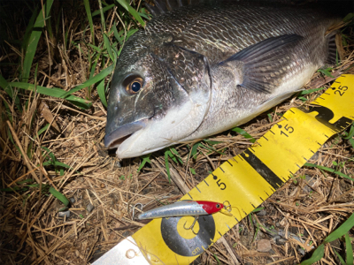 シーバスのつもりが