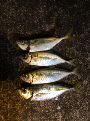 ハイシーズン開始！