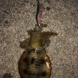 アオリイカシーズンイン