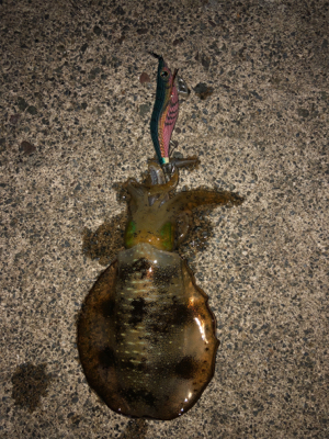 アオリイカシーズンイン