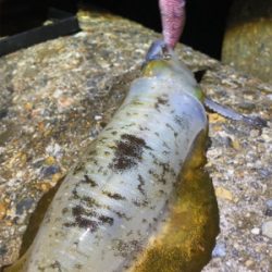 秋アオリGET (^^)