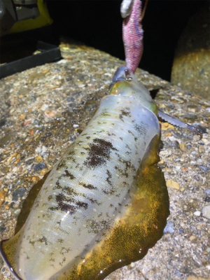 秋アオリGET (^^)