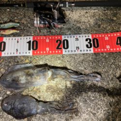 初モノエギング