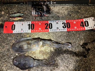 初モノエギング