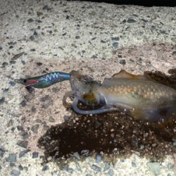 今季初エギング