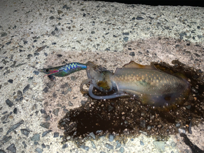 今季初エギング