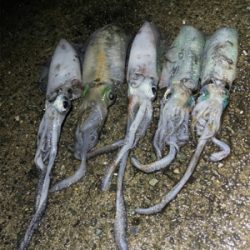 秋イカ坊主6回目卒業