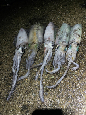 秋イカ坊主6回目卒業