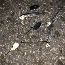 太刀魚調査からけんさきまで。